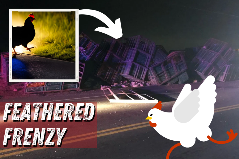 Feathered Frenzy: Overturned Semi Unleashes Flock of Chickens
