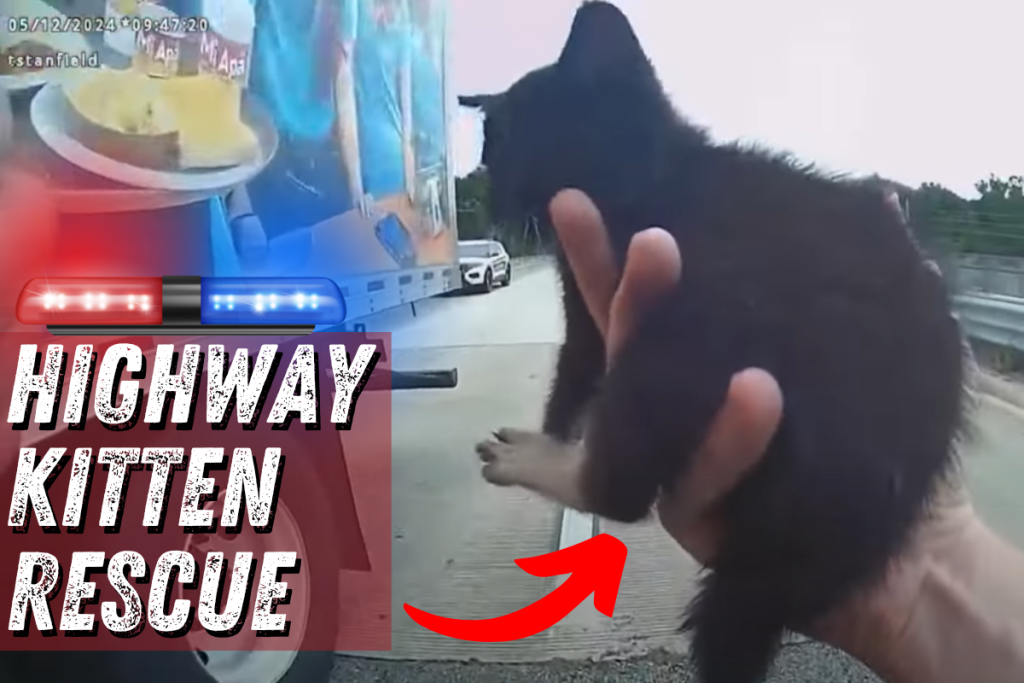 Highway Kitten Rescue