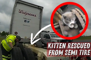 KITTEN RESCUED FROM SEMI TIRE