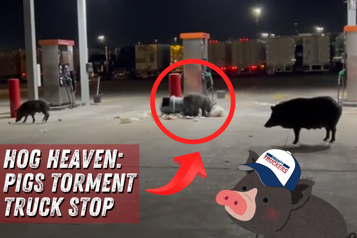 Hogs Cause Chaos at a Truck Stop