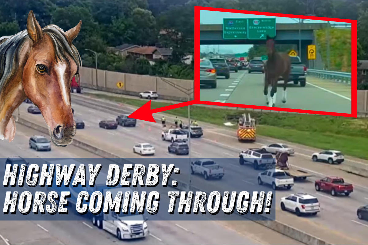 Watch: Horse Runs Wild After Trailer Crash